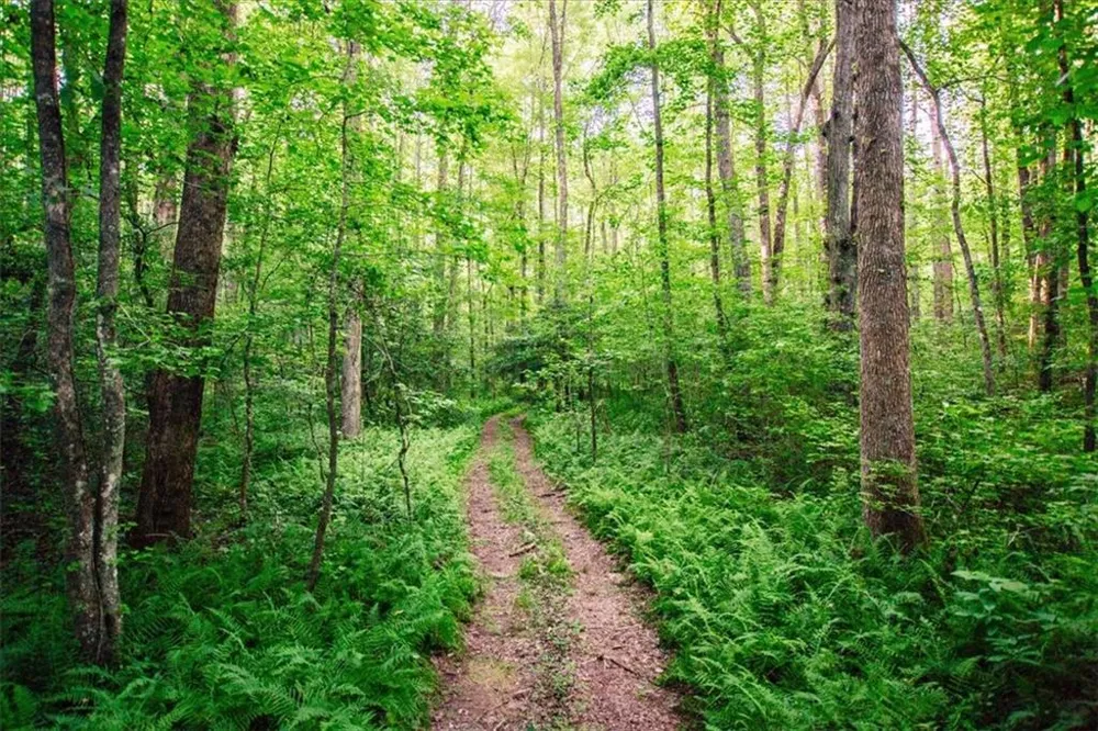 0 Reagan Road Dawsonville, GA 30534