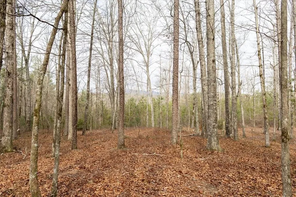 0 Reagan Road Dawsonville, GA 30534
