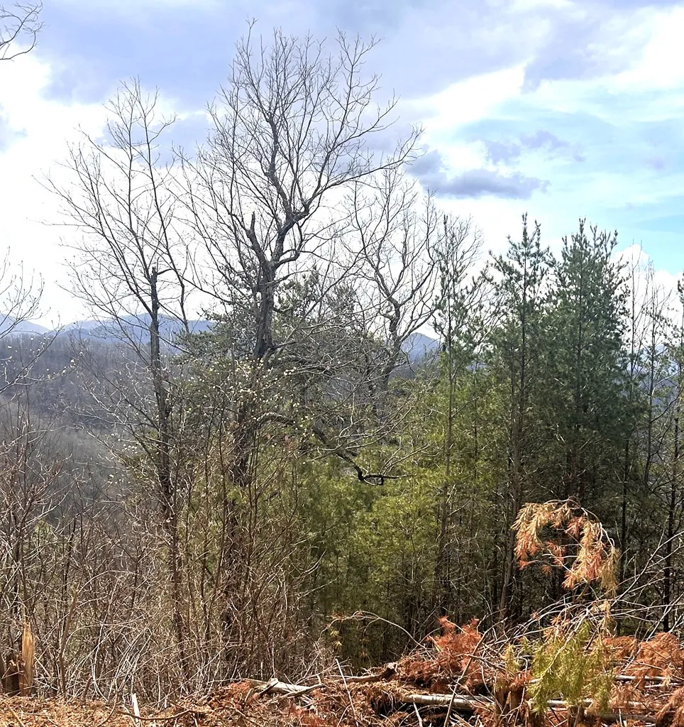 Walnut Cove Bryson City, NC 28713