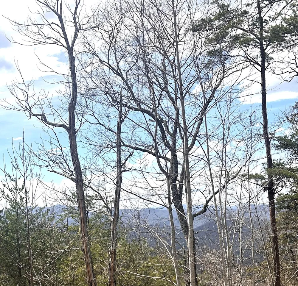 Walnut Cove Bryson City, NC 28713