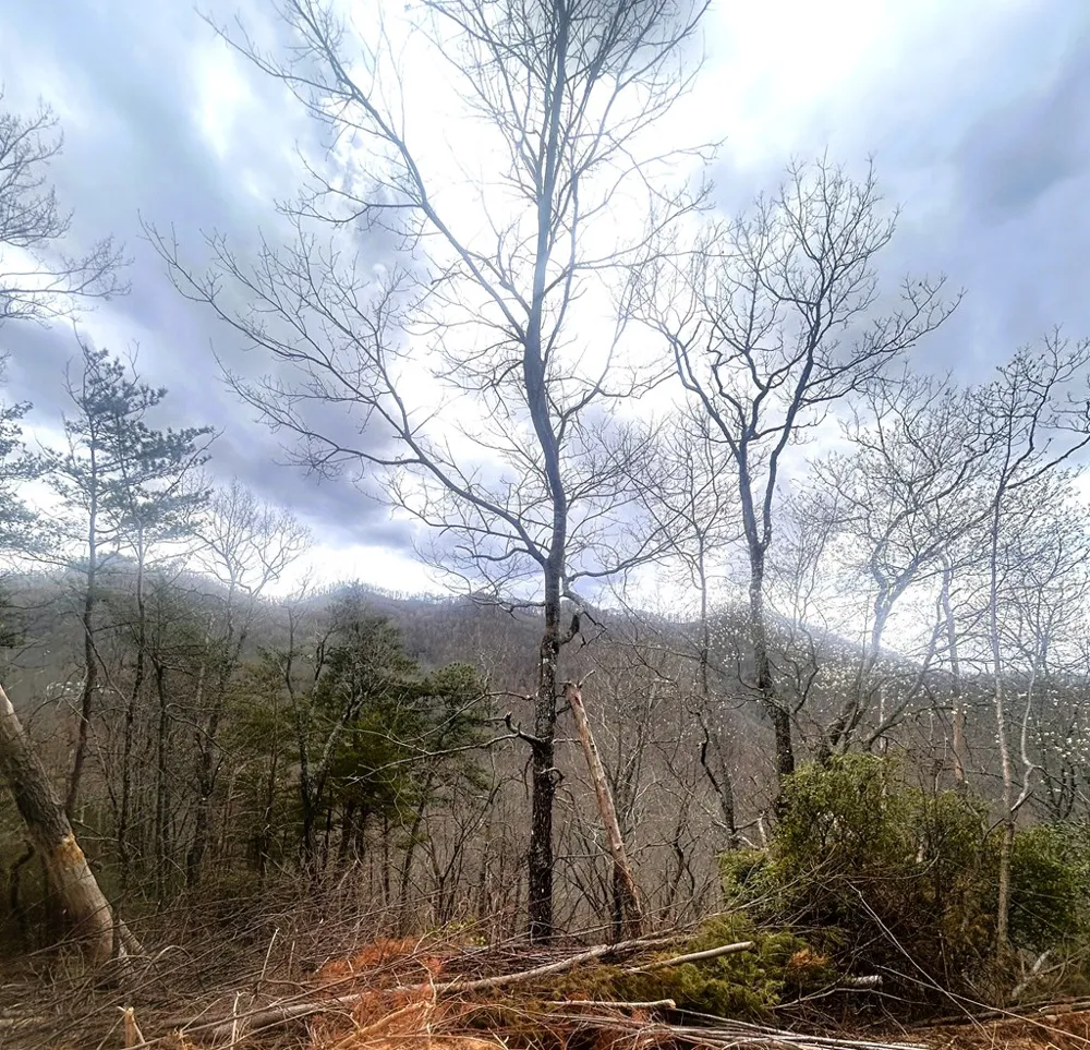 Walnut Cove Bryson City, NC 28713
