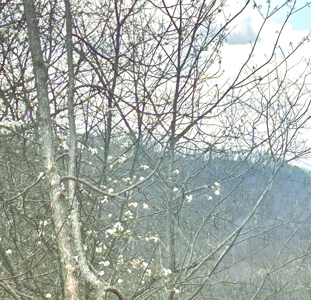 Walnut Cove Bryson City, NC 28713