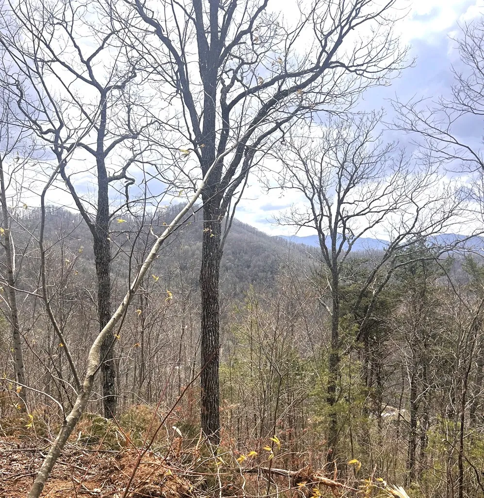 Walnut Cove Bryson City, NC 28713