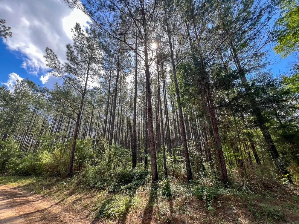 Cr 4525 Warren, TX 77664