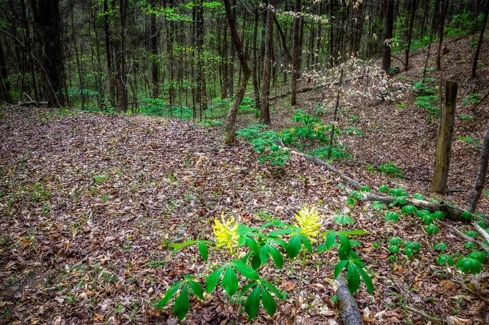 Gothard Street Sale Creek, TN 37373