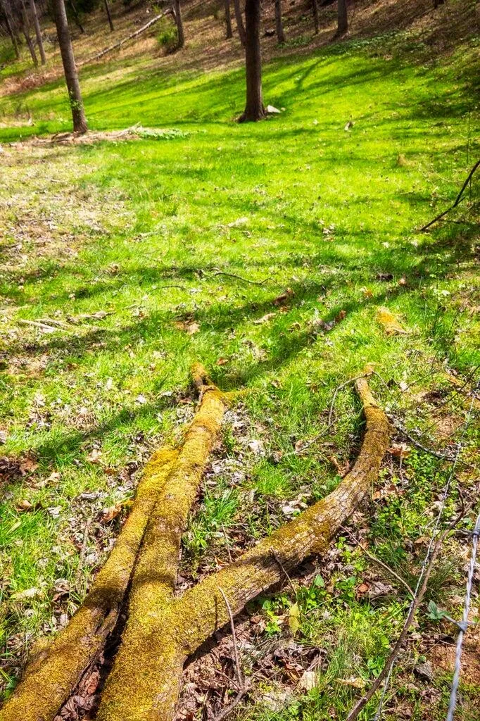 Gothard Street Sale Creek, TN 37373