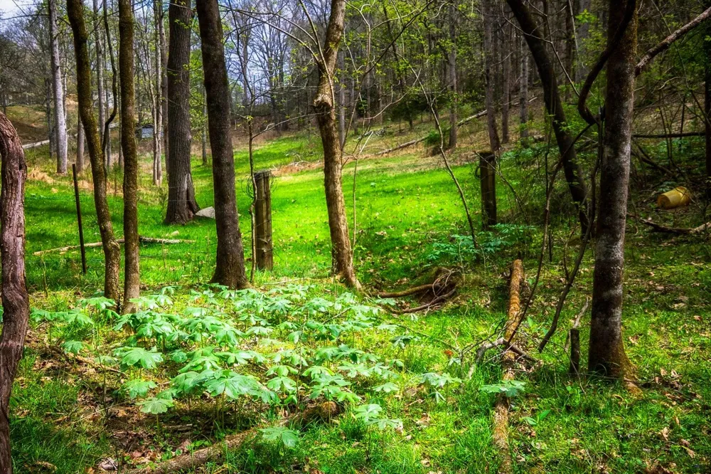 Gothard Street Sale Creek, TN 37373