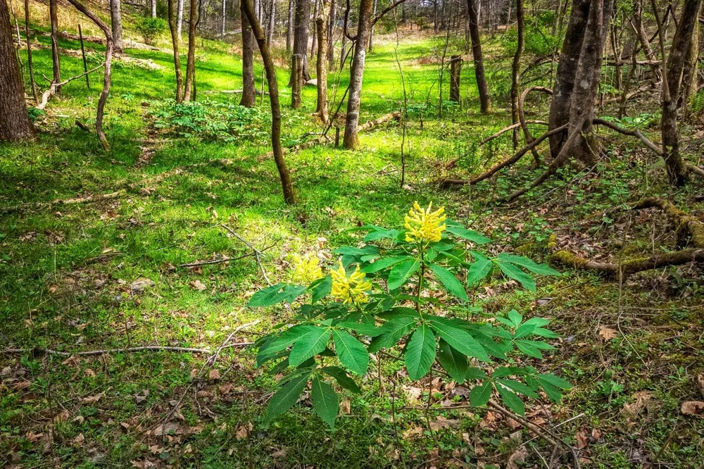 Gothard Street Sale Creek, TN 37373