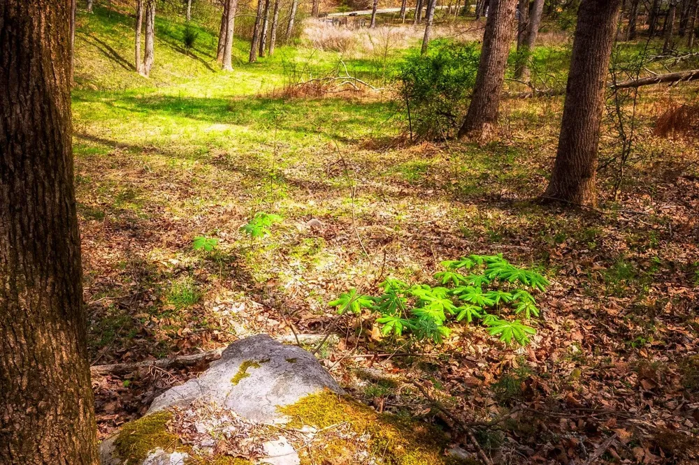 Gothard Street Sale Creek, TN 37373