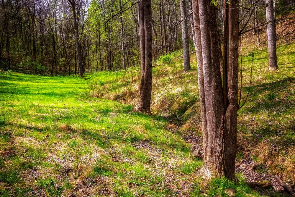 Gothard Street Sale Creek, TN 37373
