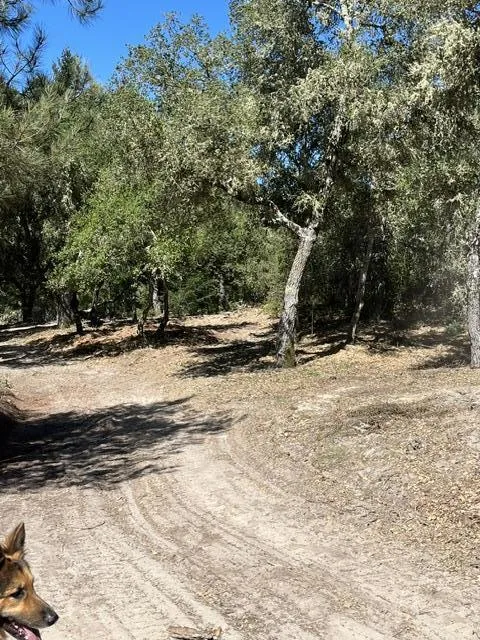 225 Santa Cruz Street Boulder Creek, CA 95006