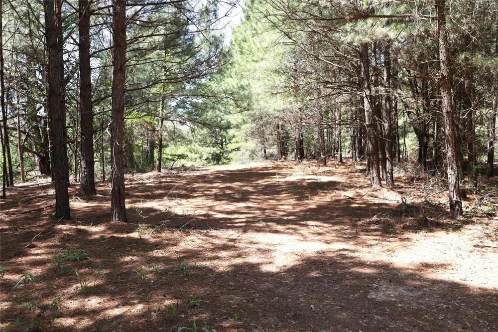 FM 317 Chandler, TX 75758