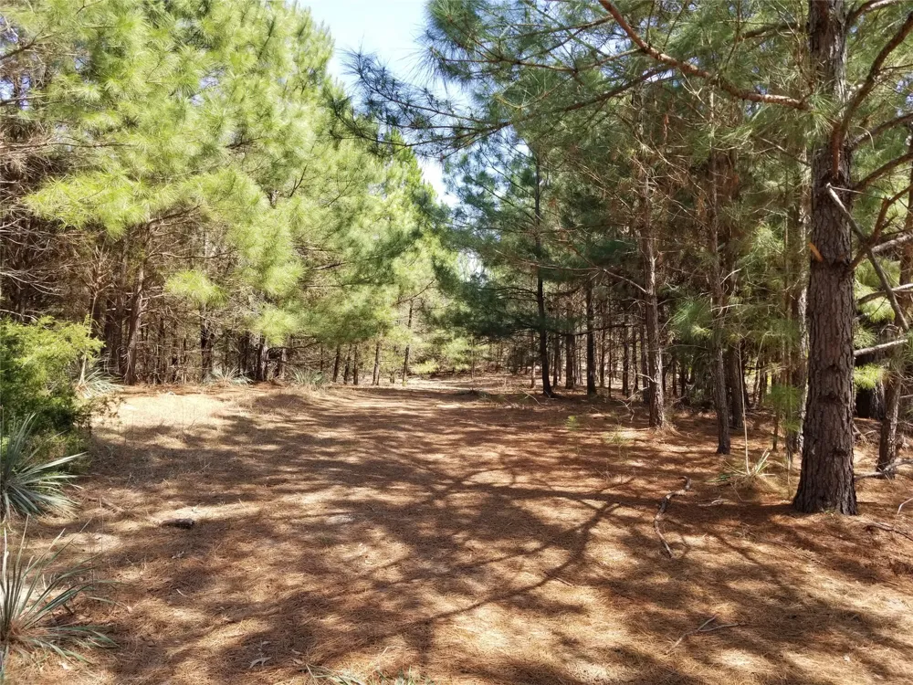 FM 317 Chandler, TX 75758