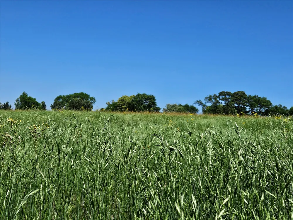 FM 317 Chandler, TX 75758