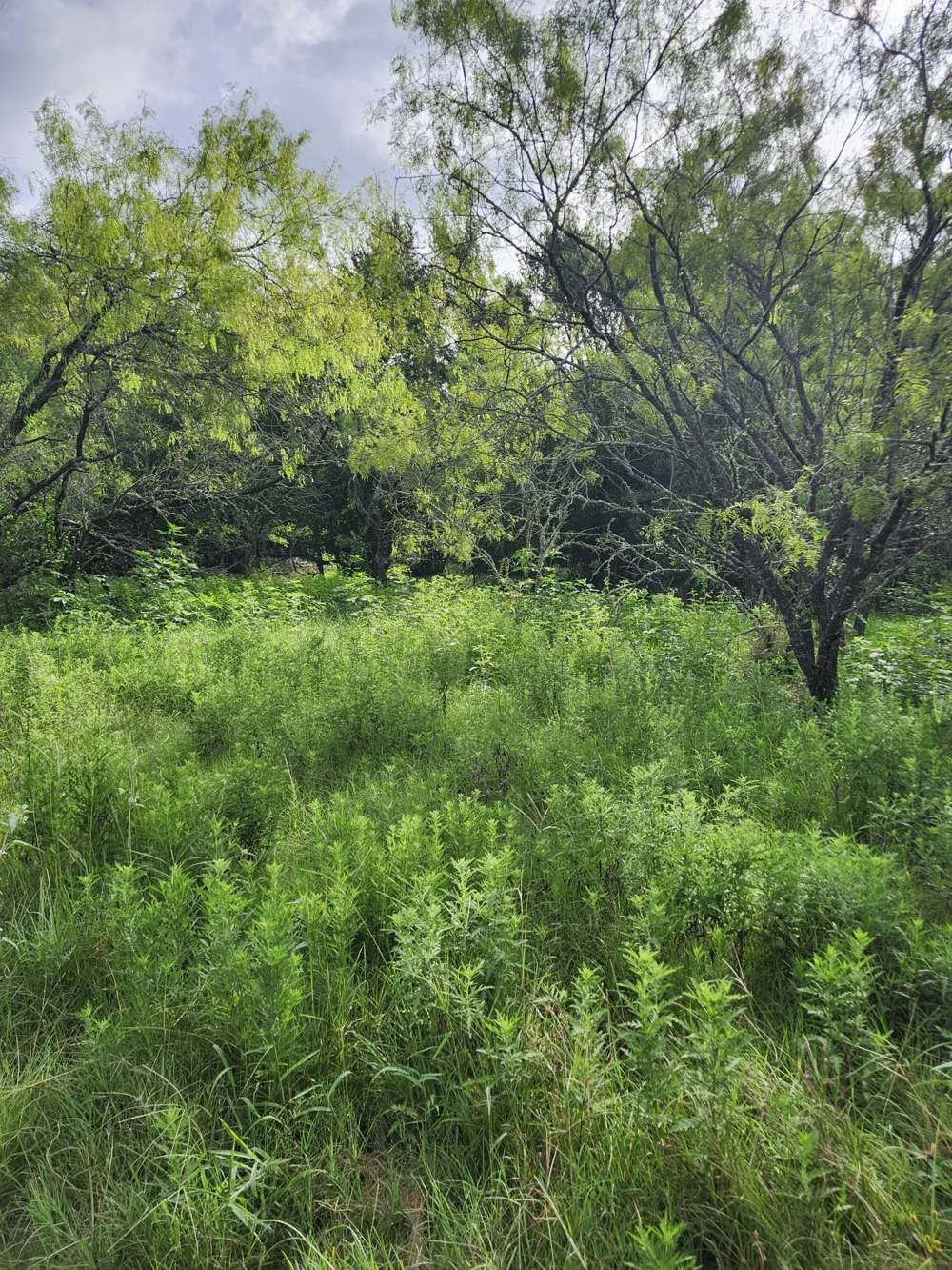 1202 Park Street Marlin, TX 76661