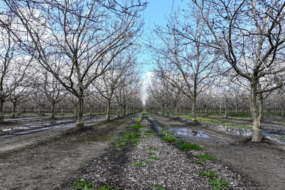 0 Road 180 Strathmore, CA 93267