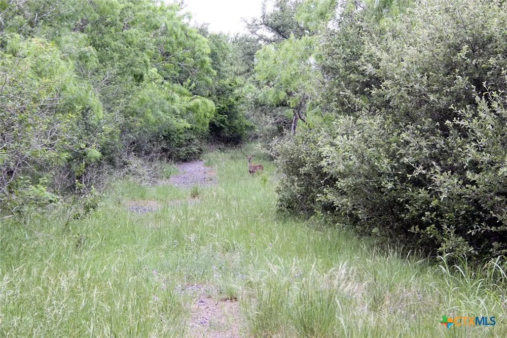 7887 Pettytown Road Red Rock, TX 78662