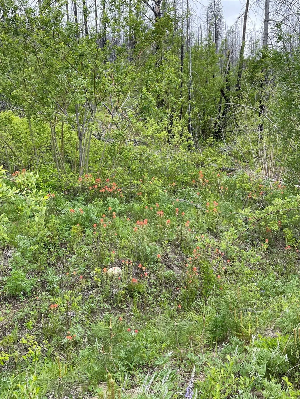 0 960X Knox Road Riverside, WA 98849