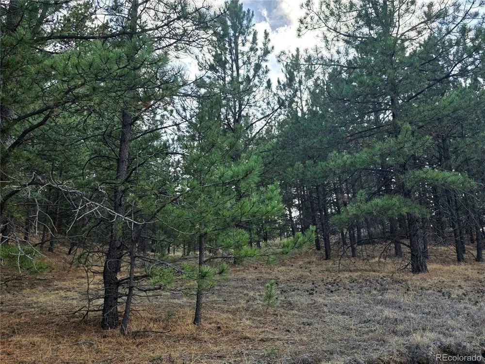 204 Pine Road Florissant, CO 80816