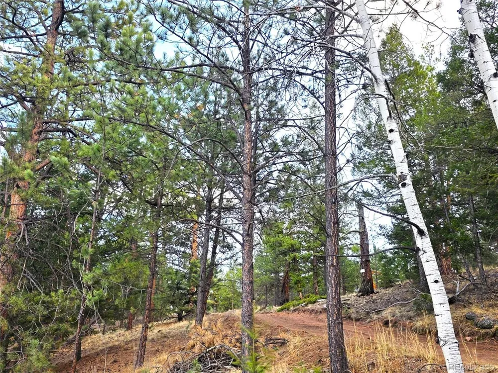 204 Pine Road Florissant, CO 80816