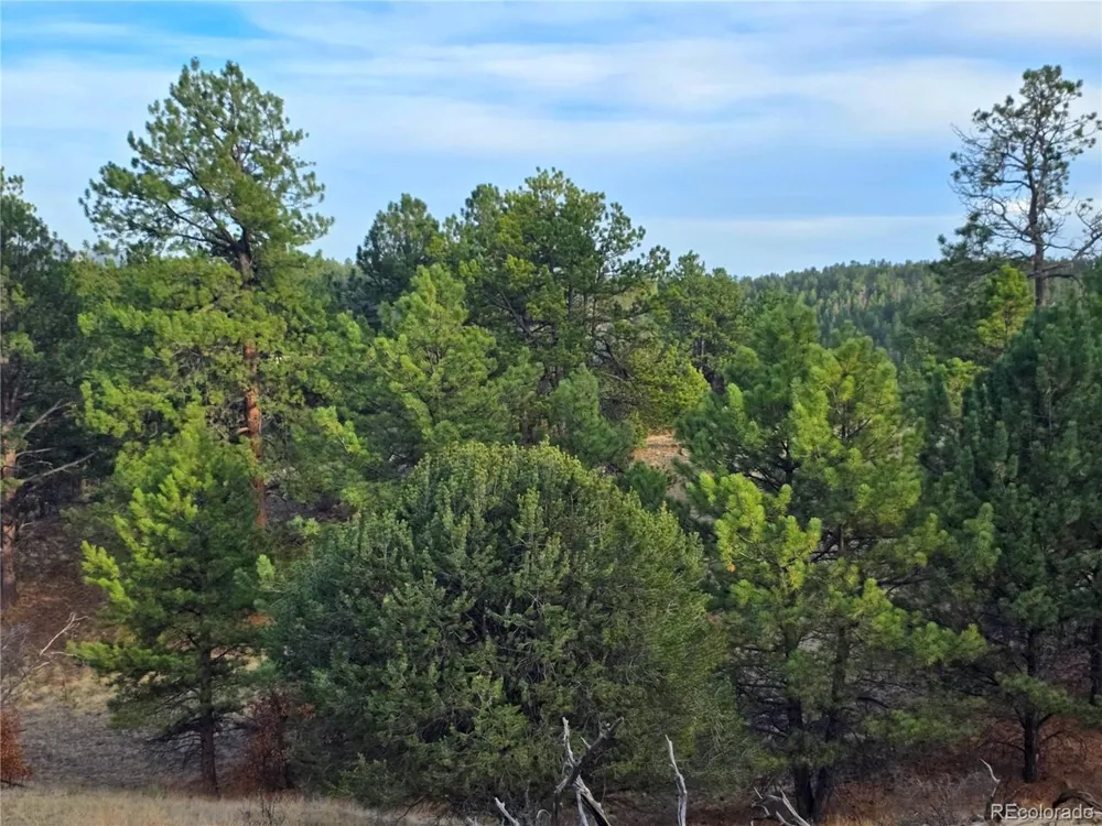 204 Pine Road Florissant, CO 80816