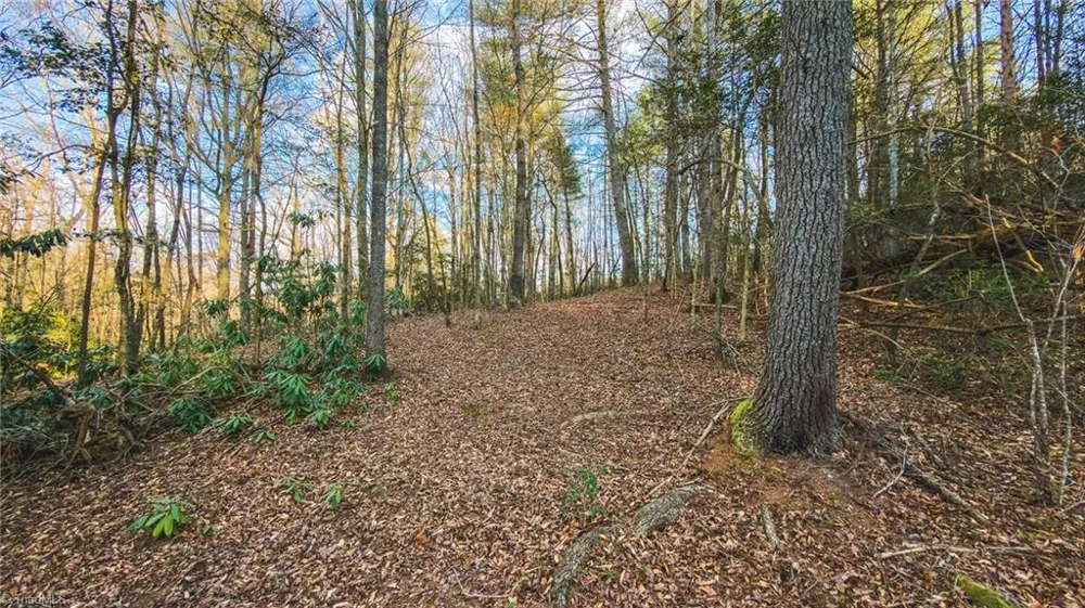 Tract 4 All Healing Springs Road Taylorsville, NC 28681