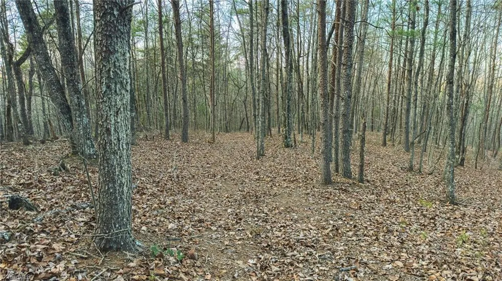Tract 4 All Healing Springs Road Taylorsville, NC 28681