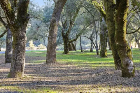 11 Arroyo Sequoia