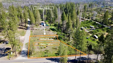 6 Sugar Pine