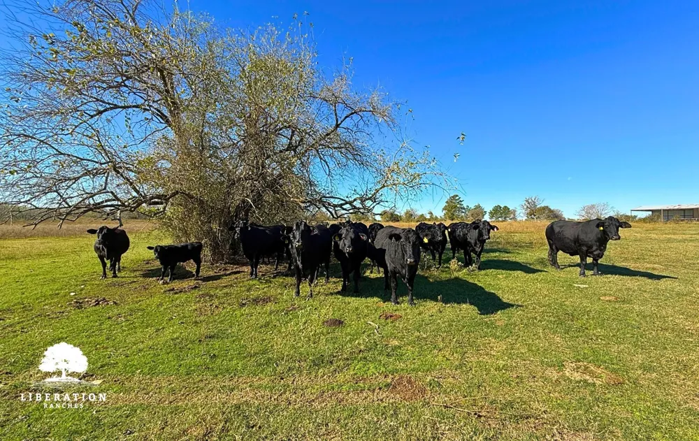 13316 Farm To Market Rd 2620 Tract 6 Bedias, TX 77831