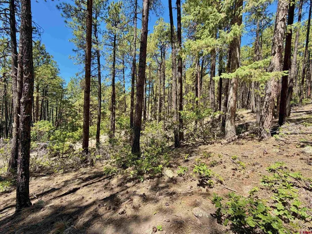 249 Timber Drive Bayfield, CO 81122