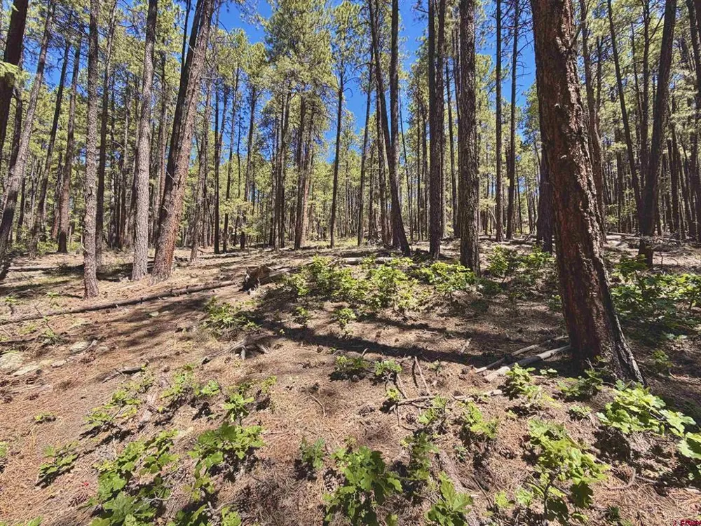 249 Timber Drive Bayfield, CO 81122