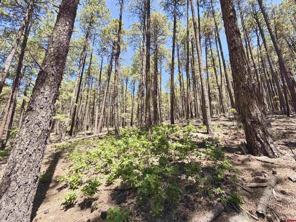 249 Timber Drive Bayfield, CO 81122