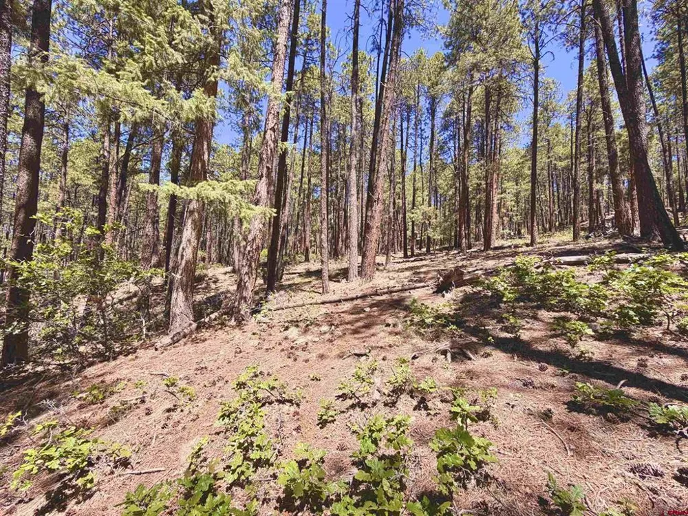 249 Timber Drive Bayfield, CO 81122
