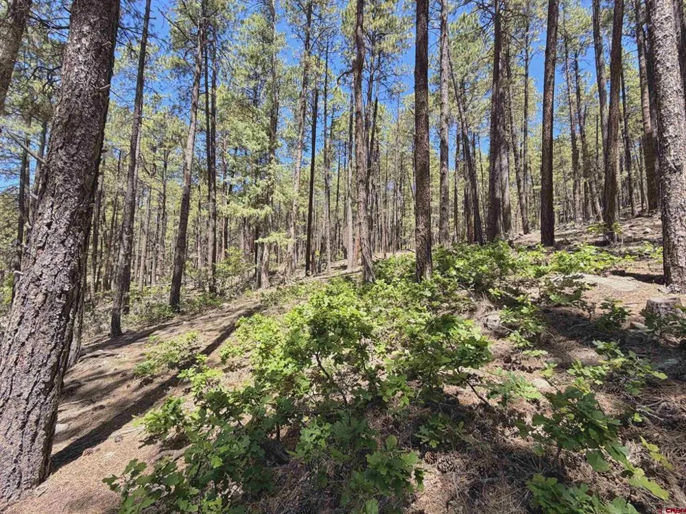 249 Timber Drive Bayfield, CO 81122