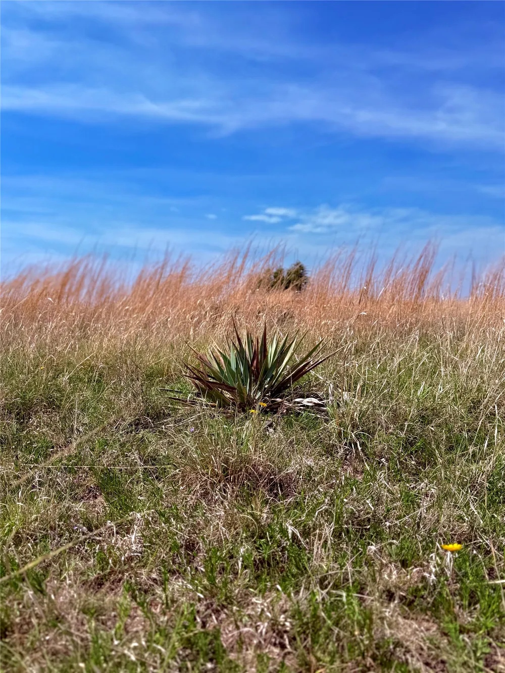 39 county road 330 Goldthwaite, TX 76844