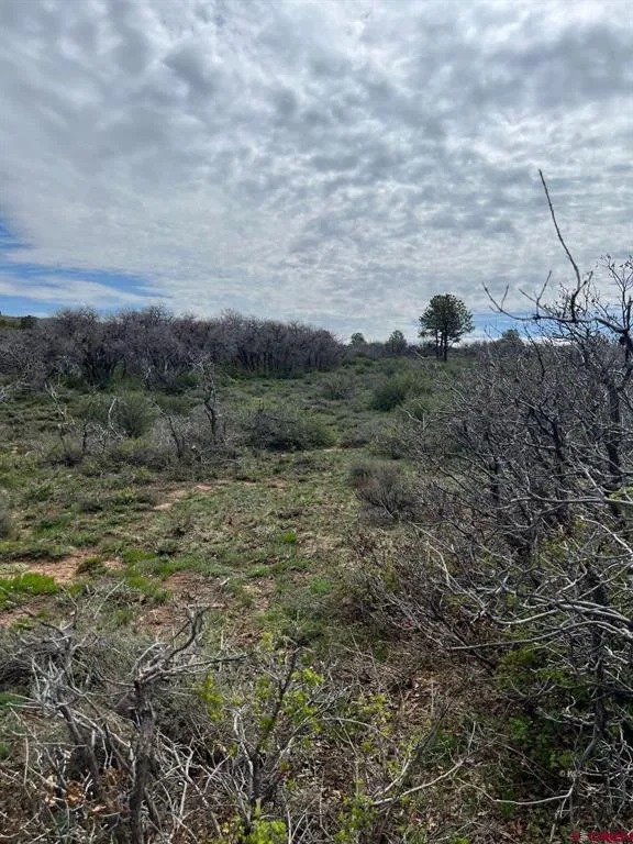 30 County Road C-3 Dove Creek, CO 81324
