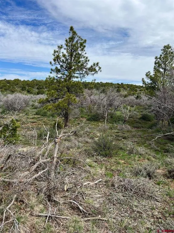 30 County Road C-3 Dove Creek, CO 81324