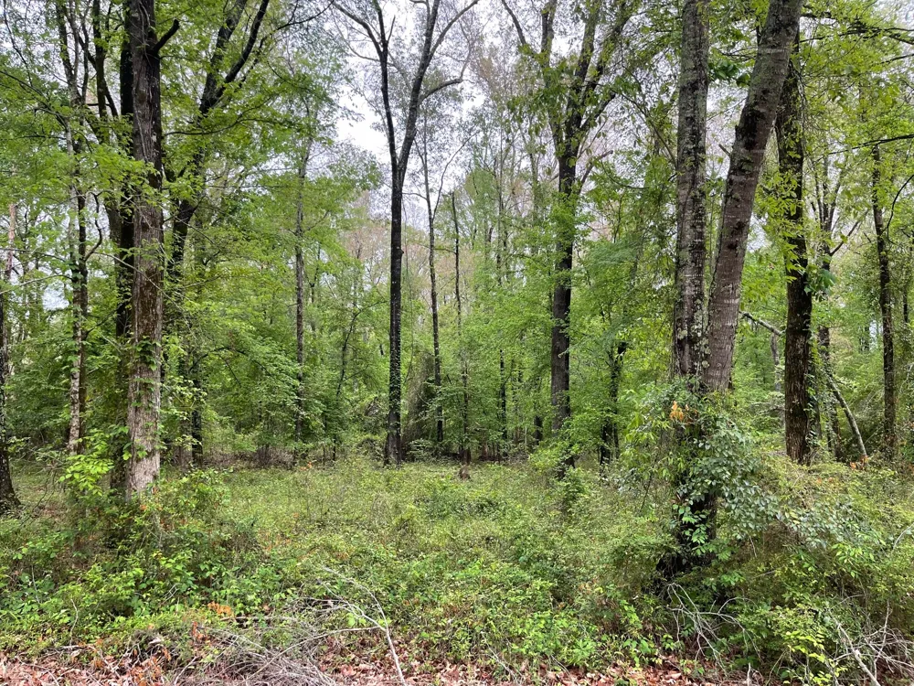 Shane Lane #Lot 42 Keithville, LA 71047
