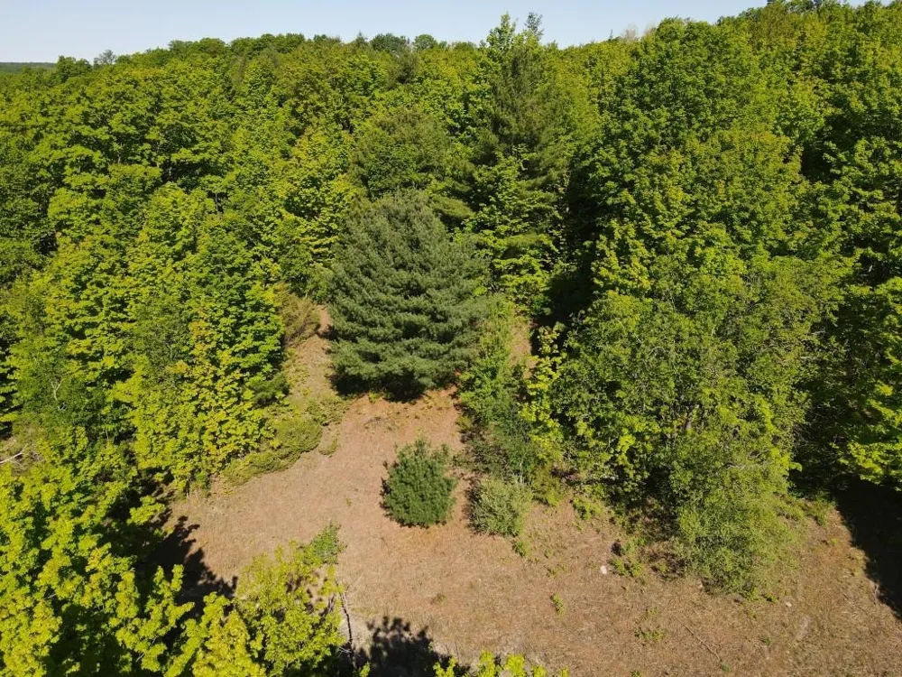 Pesek Road South Arm Township, MI 49727