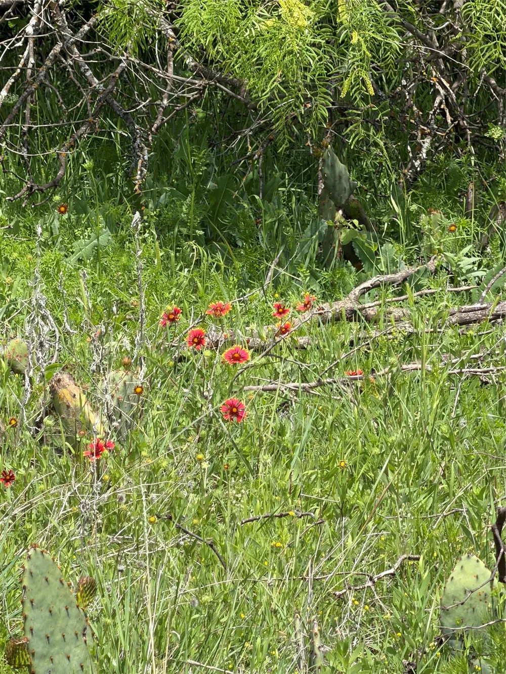 County Road 149 Brownwood, TX 76801