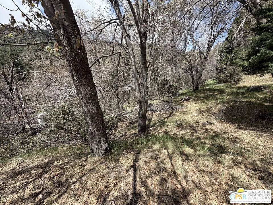 6032 Tripp Lane Angelus Oaks, CA 92305
