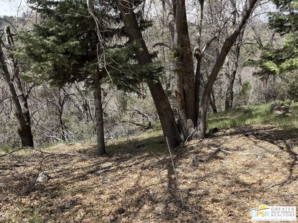 6032 Tripp Lane Angelus Oaks, CA 92305