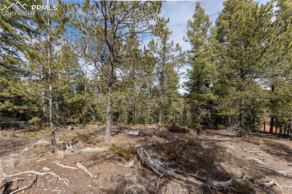 81 Haven Road Divide, CO 80814