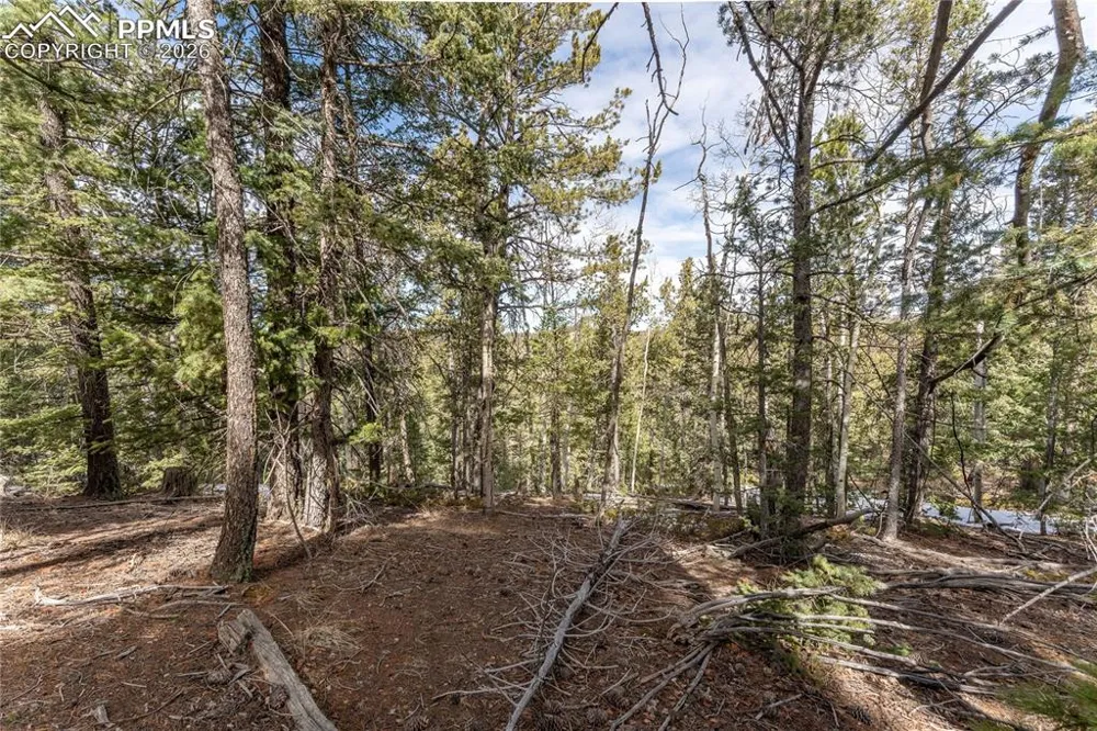 81 Haven Road Divide, CO 80814