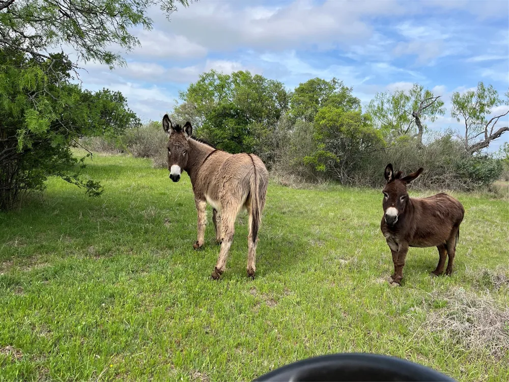 2190 W FM 574 ROAD W Mullin, TX 76864