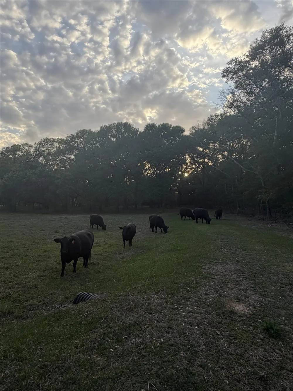 1743 Zimmerscheidt Road New Ulm, TX 78950