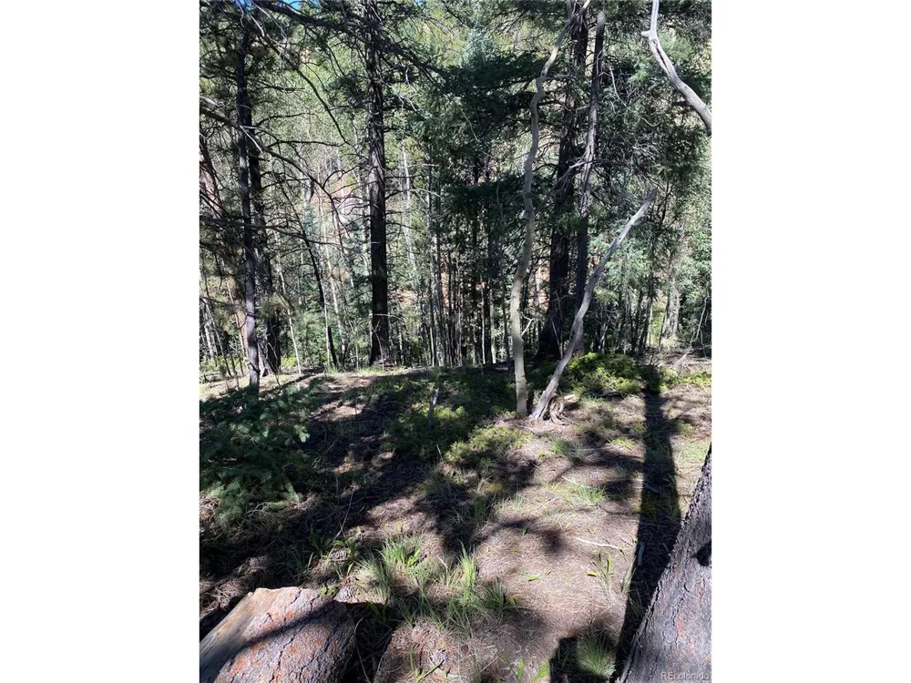 452 Wilson Drive Florissant, CO 80816