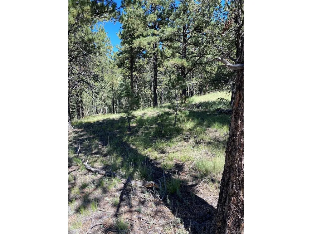 452 Wilson Drive Florissant, CO 80816