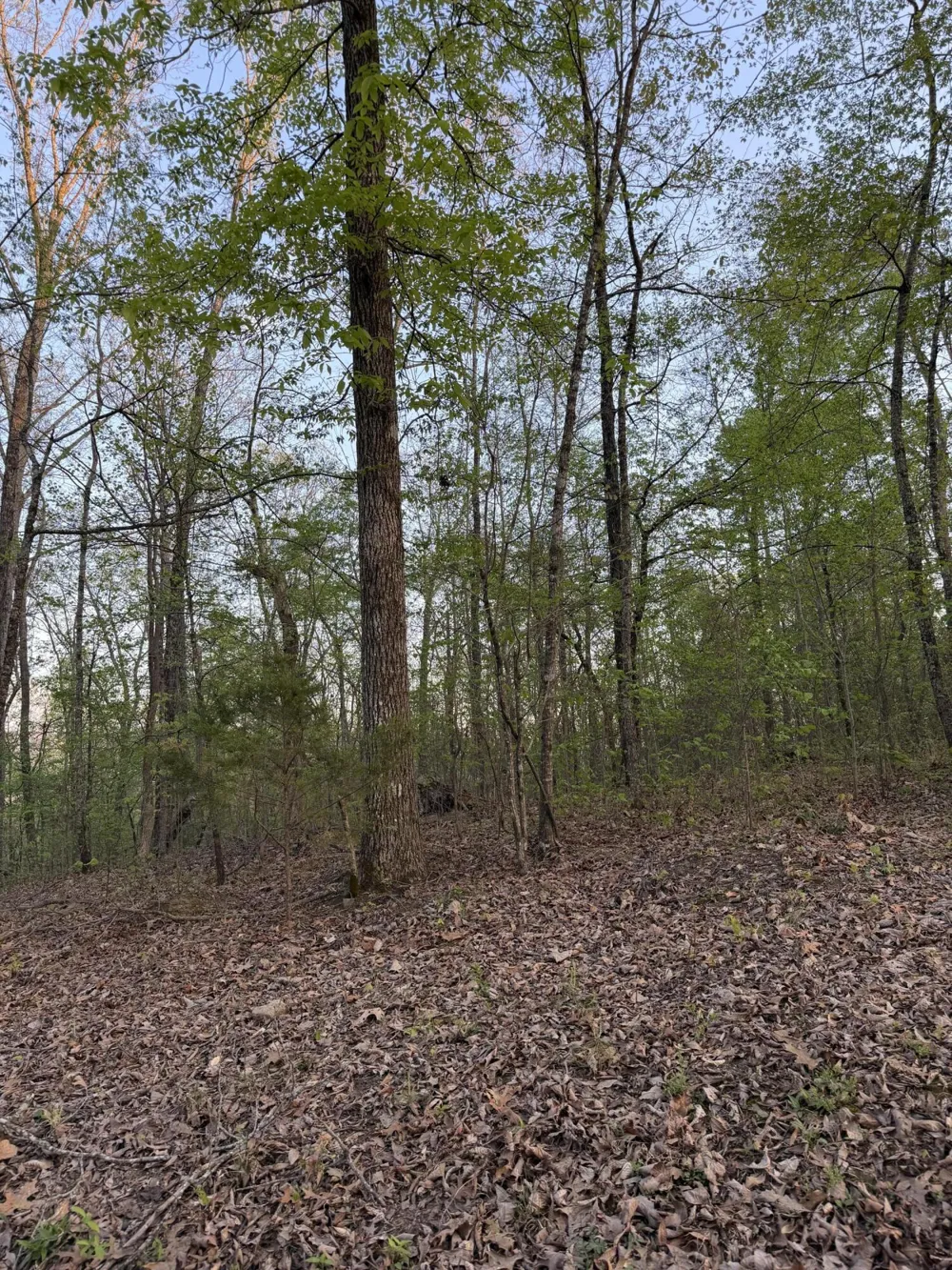 Henry Road Whitwell, TN 37397